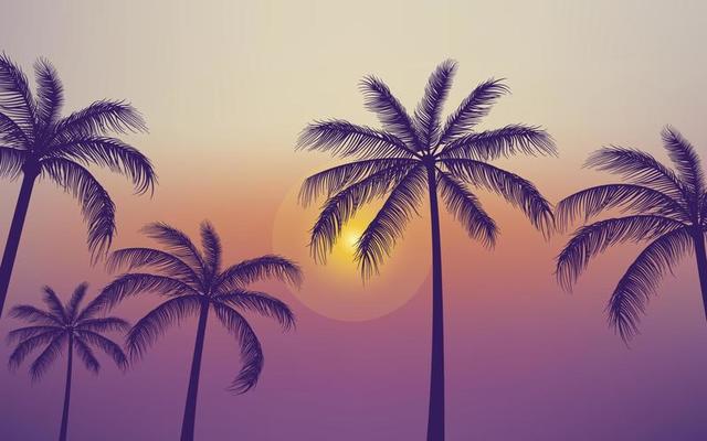 Silhouette Palm trees background