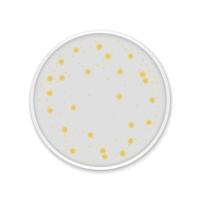 Bacteria colony spots on round dishes vector