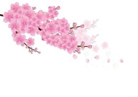 Sakura flowers background. cherry blossom isolated white background vector