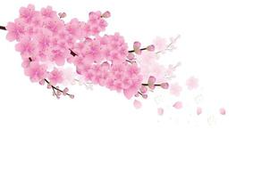 Sakura flowers background. cherry blossom isolated white background vector