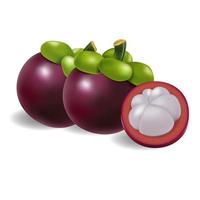Beautiful fresh mangosteen on a white, asia fruit vector