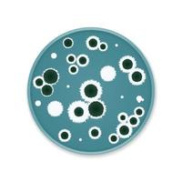 Bacteria colony spots on round dishes vector