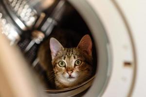 The cat is sitting in a drum in the washing machine photo