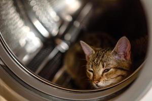 el gato está sentado en un tambor en la lavadora foto