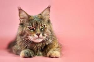 gato maine coon, color de capa de carey. foto