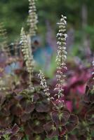 Beautiful flowers during spring in the garden photo