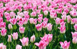 Increíble patrón de tulipanes rosas en flor al aire libre. naturaleza, flores, primavera, concepto de jardinería foto
