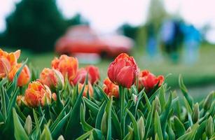 asombroso patrón de tulipanes rojos en flor al aire libre. naturaleza, flores, primavera, concepto de jardinería foto