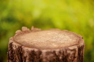 Blurred background and soft focus. Stump on a green background. Narrow focal part. photo