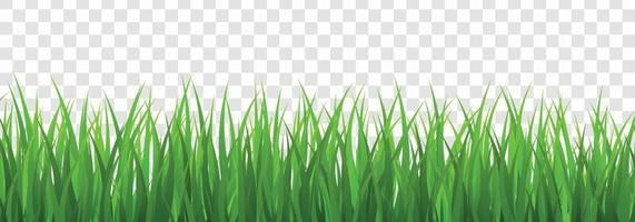 Fresh green grass border vector