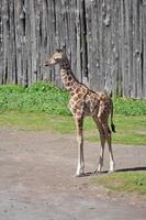 jirafa, giraffa camelopardalis reino animalia, phylum chordat foto