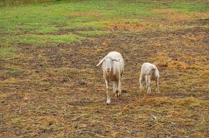 Sheep quadrupedal ruminant mammal in the grass photo