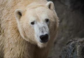 Brown bear mammal animal photo