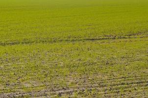 Cultivated field in early autumn season photo