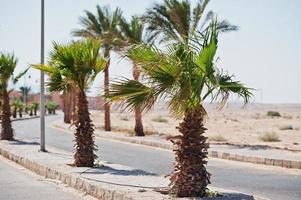 Row of palm trees background road at Egypt photo