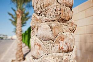 Close up of palm tree bark background another palms photo