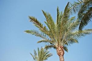 The tops of palm trees background blue sky photo