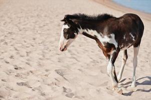 pequeño caballo en la playa caminando sobre la arena foto