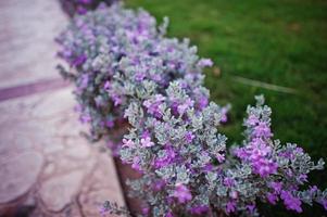 Small bushes with violet flowers on grass photo