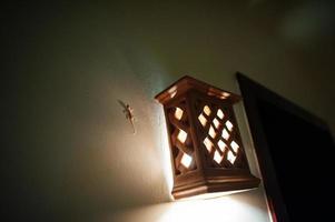 Small lizard on the wall near lantern at night photo