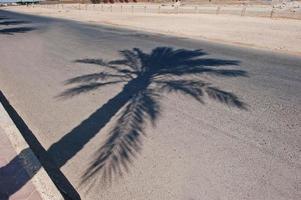 Shadows of palm trees on the road photo