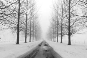 Tree lined lane in winter on a foggy day. photo