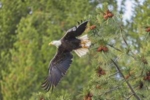 Bald eagle flies from branch. photo