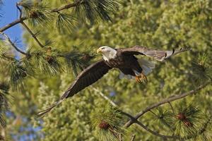 American bald eagle takes flight from a branch.
