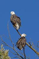 Two bald eagles looking the opposite way  in north Idaho.