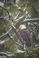 Bald eagle in tree looking for food.