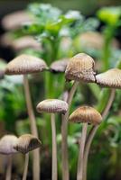 Close up of small mushrooms. photo