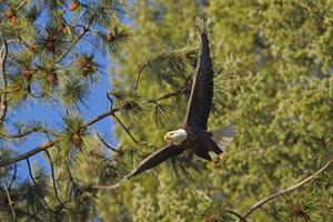el águila se aleja de la rama. foto