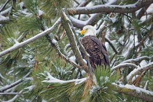 Alert bald eagle perched in a tree. photo