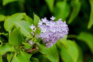 Close up of lilac flowers in a bunch. photo