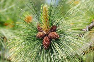 Close up of pine cones on a tree.