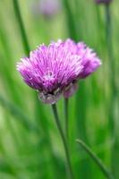 Close up of a purple chive flower. photo