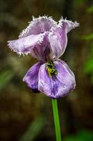 A single purple iris flower. photo