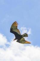 Tropical Black Turkey Vulture Cathartes aura aura blue sky Mexico. photo