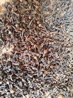 Photo of dried cloves