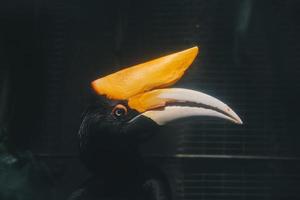Wreathed Hornbill , also known as the Bar-pouched Wreathed Hornbill.