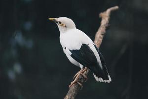 myna blanca o myna alada negra en la rama. hermoso pájaro blanco de indonesia. foto