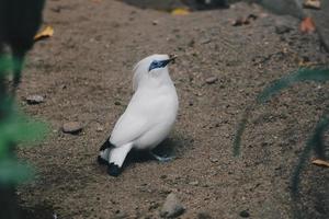 Bali Myna or Jalak Bali. Endangered and endemic bird from Indonesia photo