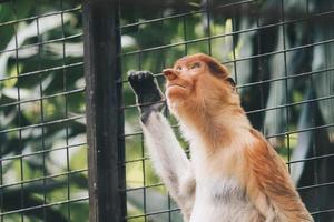 Portrait of Male Proboscis Monkey in conservation area of Kalimantan, Indonesia. endemic of Borneo. Huge monkey nose. photo