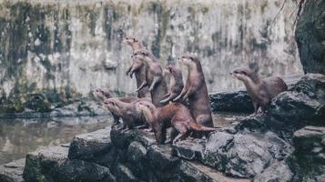 Oriental small clawed otter, also known as the Asian small-clawed otter standing together with their group.