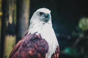 Brahminy kite or elang bondol. bird of prey. photo