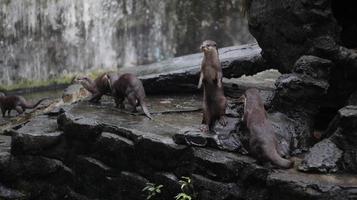 nutria oriental de garras pequeñas, también conocida como la nutria asiática de garras pequeñas, de pie junto con su grupo. foto