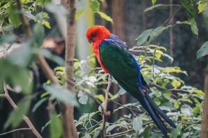 Close up of Australian King Parrot on the branch photo