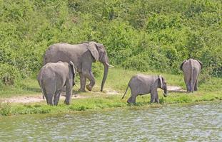 African Elephant Family Group along a River photo