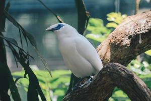 Bali Myna or Jalak Bali. Endangered and endemic bird from Indonesia photo