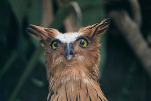 Buffy fish owl also called the Malay fish owl photo